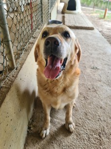 Buddy