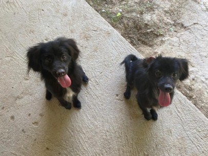 Toni e Remo