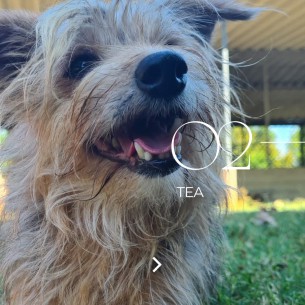 Tea