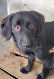 Perla